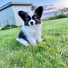Papillon Pointbreak Bet on A Kiss *Chase*
