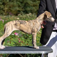 Whippet Jasmina