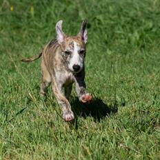 Whippet Jasmina