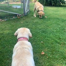 Labrador retriever Zitta