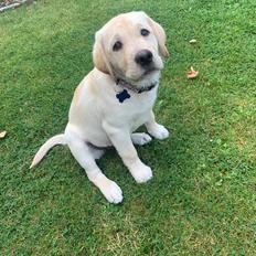 Labrador retriever Zitta