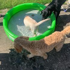 Labrador retriever Zitta (fodervært, servicehundeforningen)