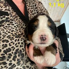 Berner sennenhund Merle