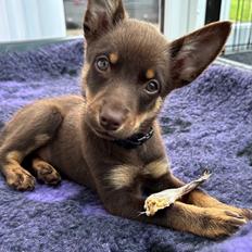 Australsk kelpie Kickass Kamikaze Rebell Represent