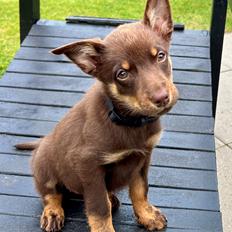 Australsk kelpie Kickass Kamikaze Rebell Represent