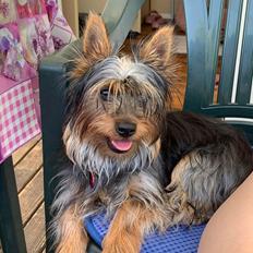 Australian silky terrier Rasholm’s Athena