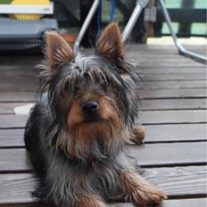 Australian silky terrier Rasholm’s Athena