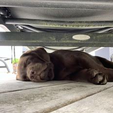 Labrador retriever Junior (Herkules)