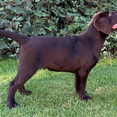 Labrador retriever Junior (Herkules)