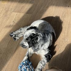 Cocker spaniel Nana