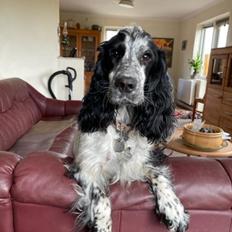 Cocker spaniel Nana