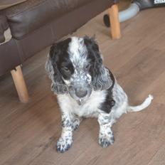 Cocker spaniel Nana
