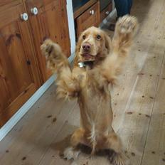 Cocker spaniel Albert