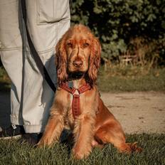 Cocker spaniel Albert