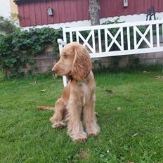 Cocker spaniel Albert