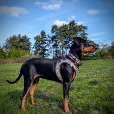 Tysk pinscher Nice and Dandy Viola - Kaldenavn: Thuja