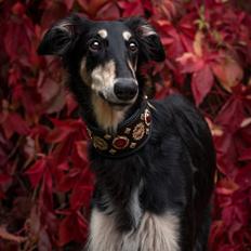 Borzoi Falka