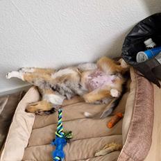Collie langhåret Sylvie
