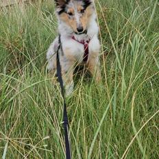 Collie langhåret Sylvie