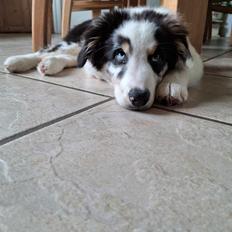Australian shepherd Milo