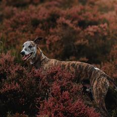 Whippet Aston Martin