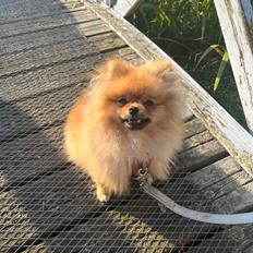 Pomeranian Monza