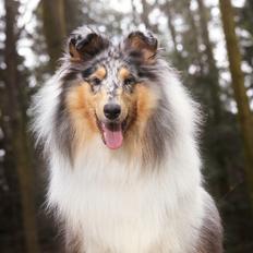 Collie langhåret Sedonia