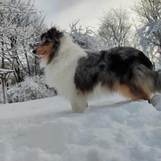 Collie langhåret Sedonia