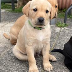 Labrador retriever Lab Showtime's Crunchy Walnut (Dublin)