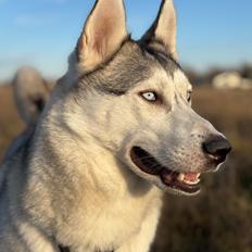 Siberian husky Balkan