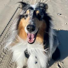 Collie langhåret Felix