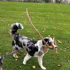 Australian shepherd Maicy
