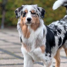Australian shepherd Maicy