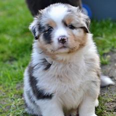 Australian shepherd Maicy