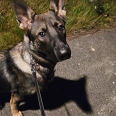 Schæferhund Lilly