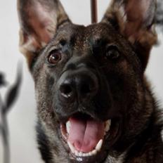 Schæferhund Lilly