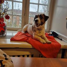 Jack russell terrier Marlo