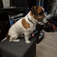Jack russell terrier Marlo