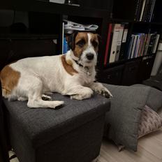 Jack russell terrier Marlo