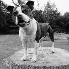 Staffordshire bull terrier Kovo