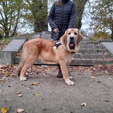 Mastin español El Ron