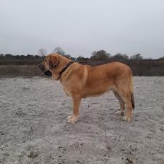 Mastin español El Ron