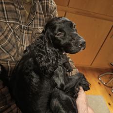 Cocker spaniel Bailey