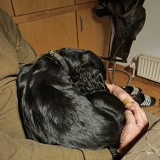 Cocker spaniel Bailey