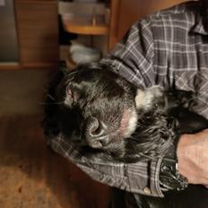 Cocker spaniel Bailey