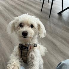 Malteser Nala