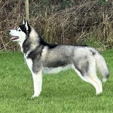 Siberian husky Le Dam Latea Turbo Volvo lover “Marco”