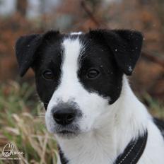 Jack russell terrier Baxter