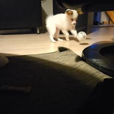 Papillon Mille