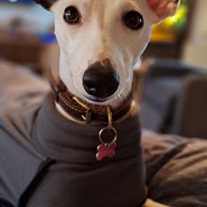 Whippet Yørdis (JK's Ygritte)